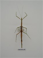 藏品(竹節蟲(1))的圖片